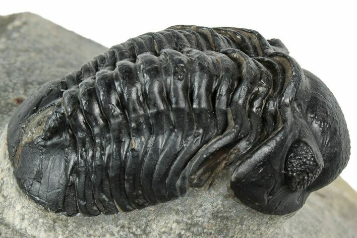 Reedops Trilobite - Atchana, Morocco #311148